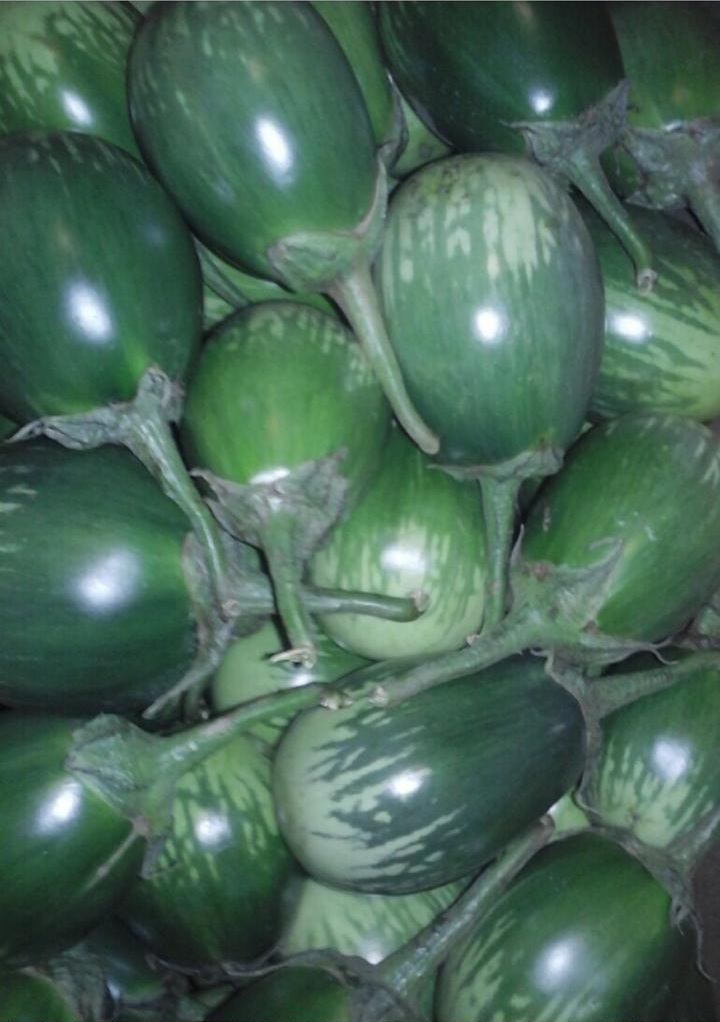 Green Brinjal