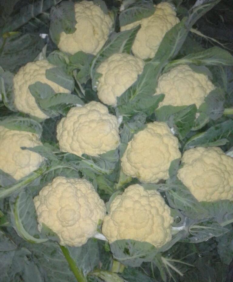 Cauliflower