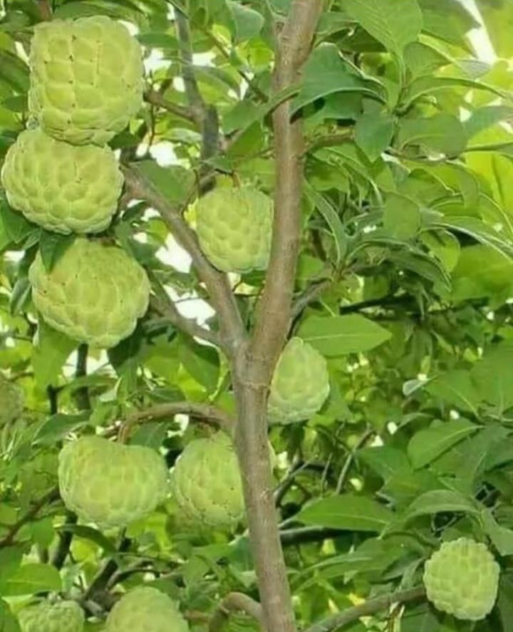 Custard Apple