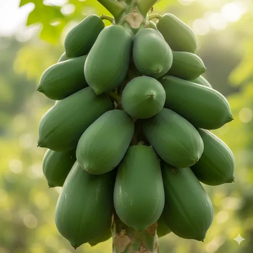 Green Papaya