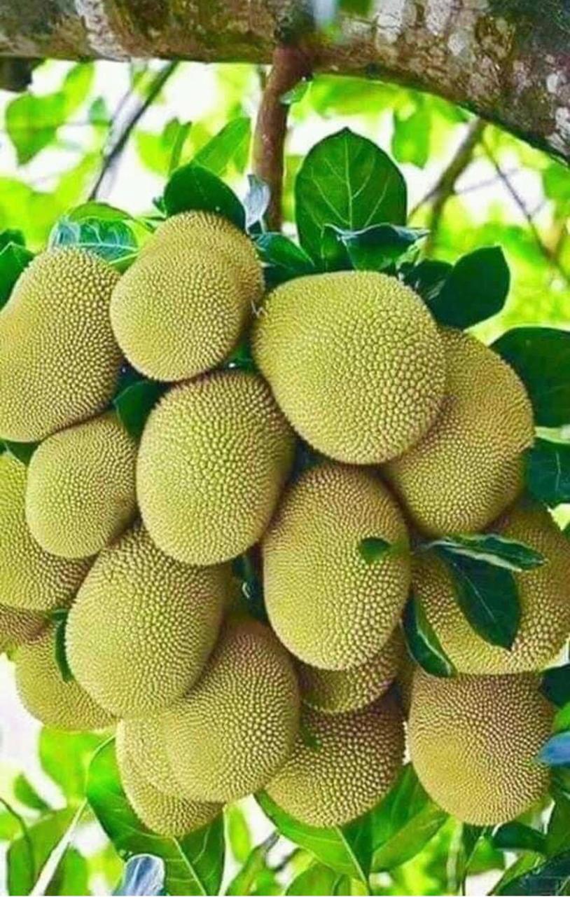 Jackfruit