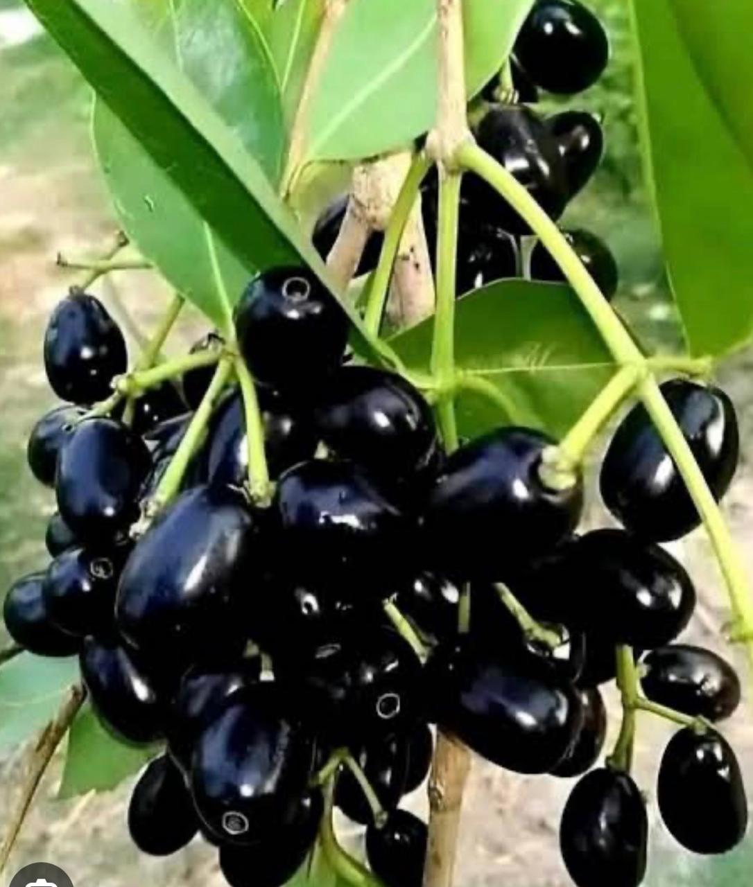 Jamun Fruit