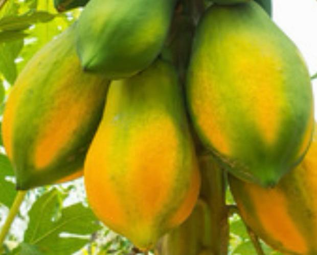 Ripe Papaya