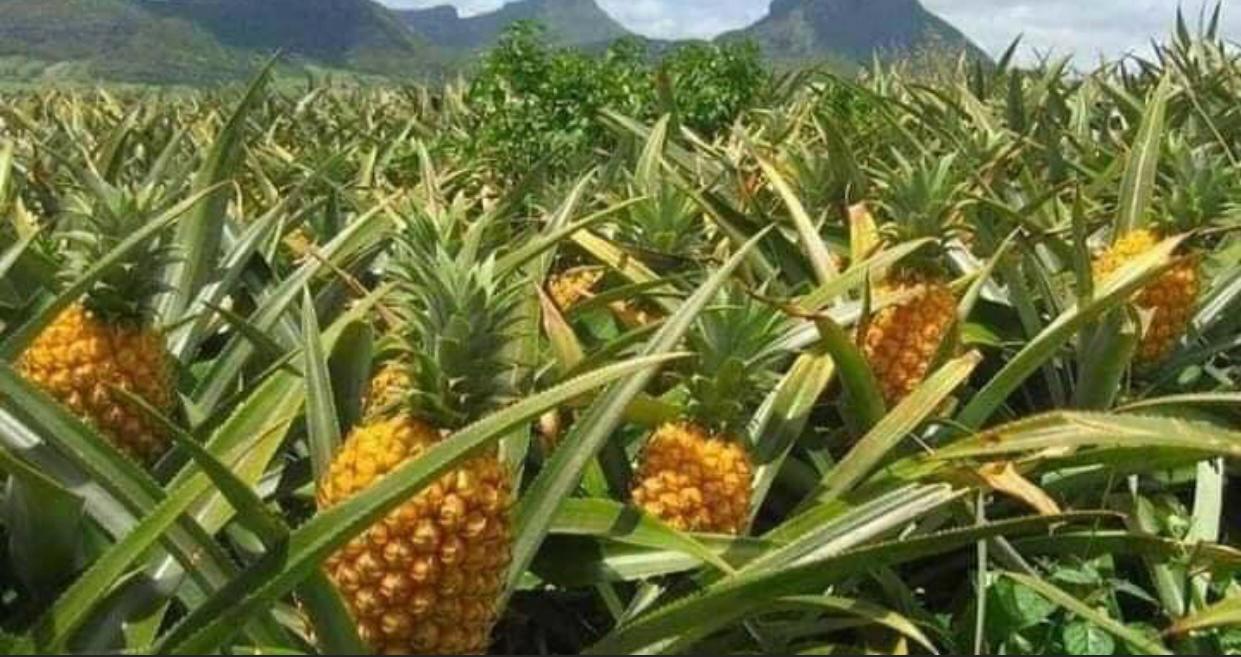 Pineapple
