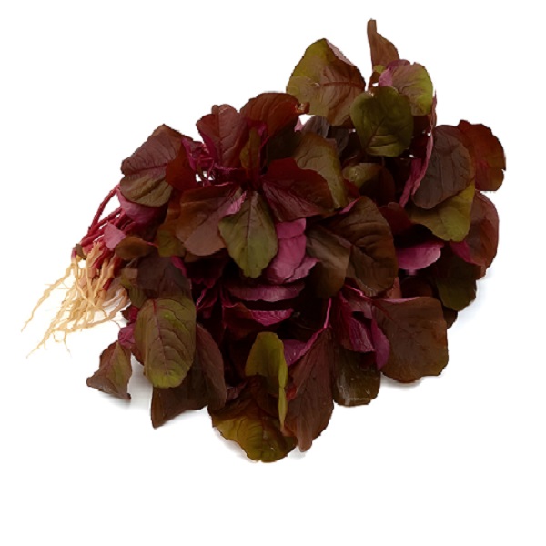 Red Spinach