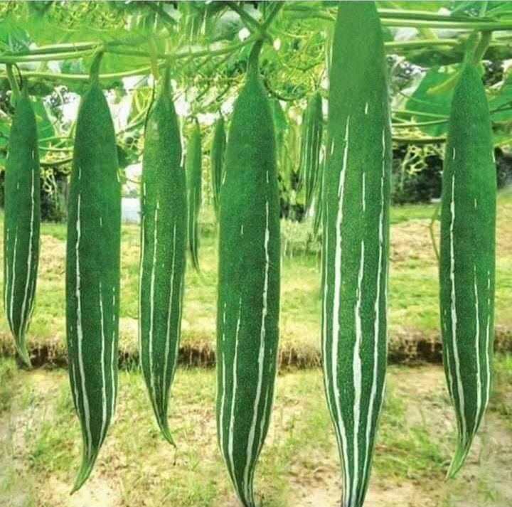 Snake Gourd