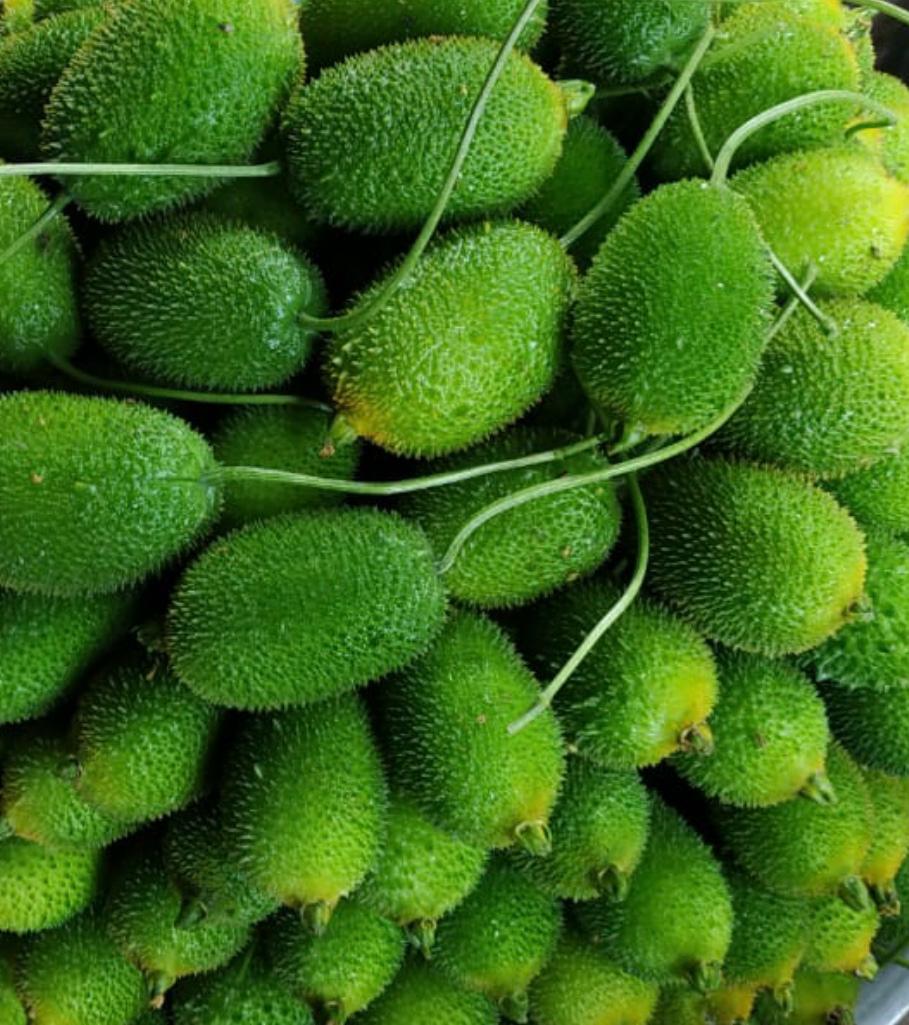Spiny Gourd