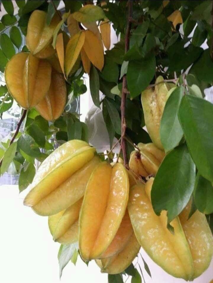 Star Fruit