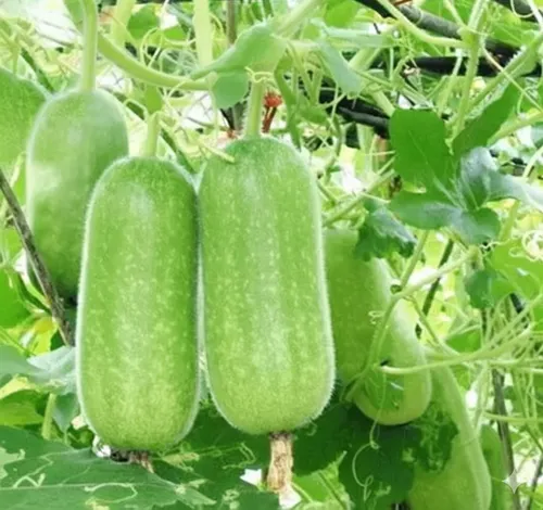 Wax Gourd
